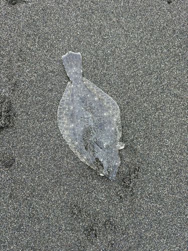 ソゲの釣果