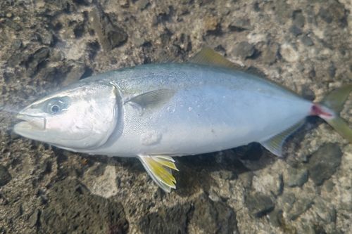 フクラギの釣果