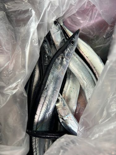 サンマの釣果