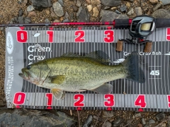 ブラックバスの釣果