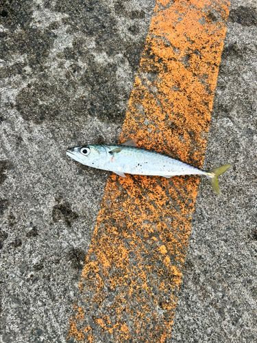 サバの釣果