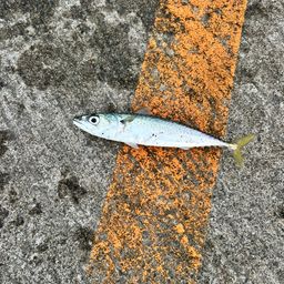 サバ