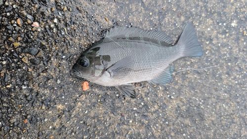 グレの釣果