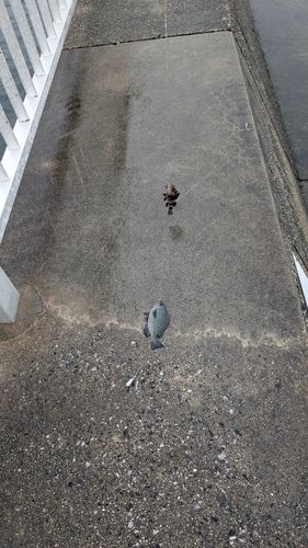 豊浜漁港