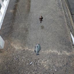 グレ