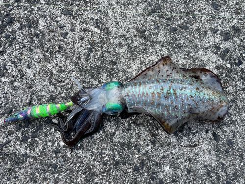 アオリイカの釣果