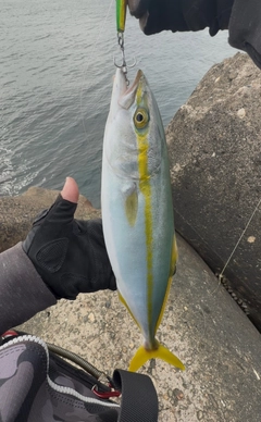 イナダの釣果