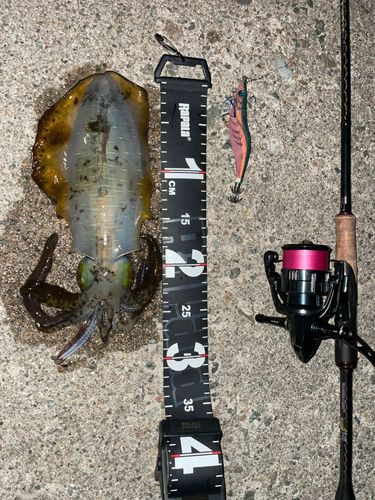 アオリイカの釣果