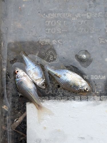 タイリクバラタナゴの釣果