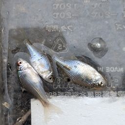 タイリクバラタナゴ