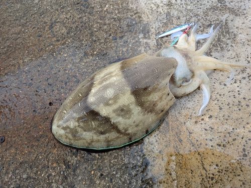 コウイカの釣果