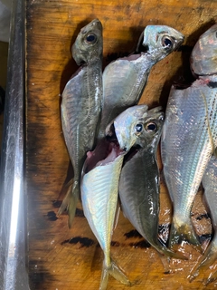 マアジの釣果