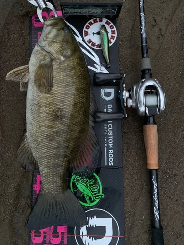 スモールマウスバスの釣果