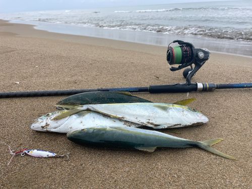 コゾクラの釣果