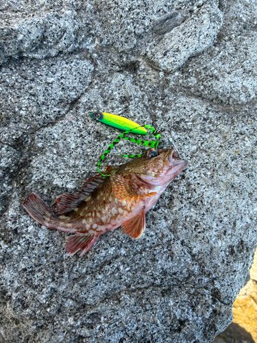 カサゴの釣果