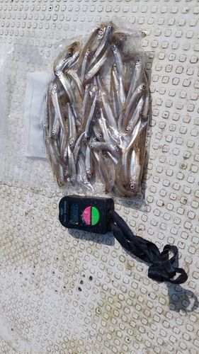 ワカサギの釣果