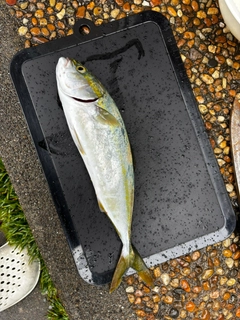 コズクラの釣果