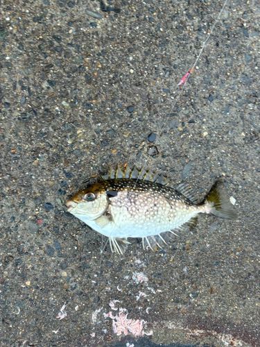 アイゴの釣果