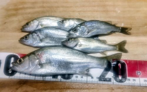 碧南海釣り公園