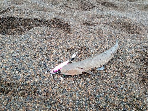 エソの釣果