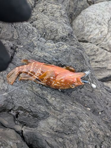 アコウの釣果