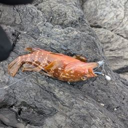 アコウ