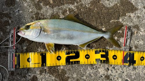 ショゴの釣果