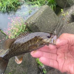 スモールマウスバス