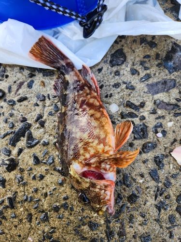 アラカブの釣果