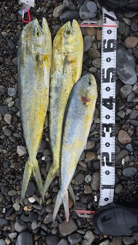 シイラの釣果