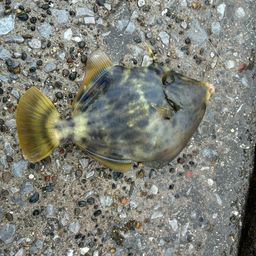 カワハギ