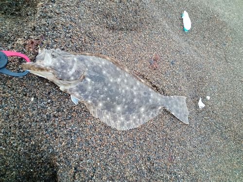ヒラメの釣果