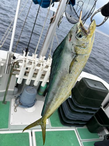 シイラの釣果