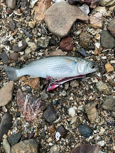 ボラの釣果