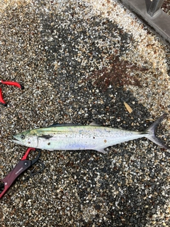 サゴシの釣果