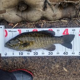 スモールマウスバス