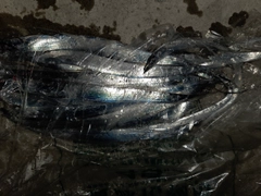 タチウオの釣果