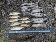 アジの釣果