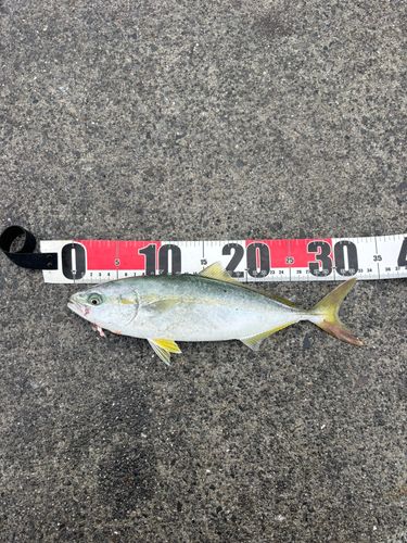 ワカシの釣果