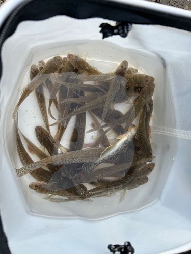 ハゼの釣果