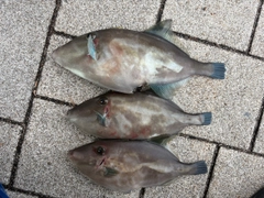ウマヅラハギの釣果