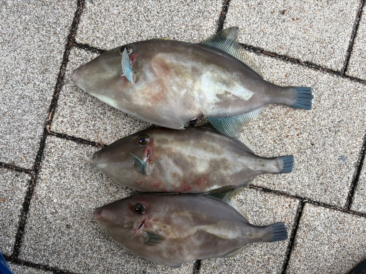 °+♡:.さく.:♡+°さんの釣果 1枚目の画像