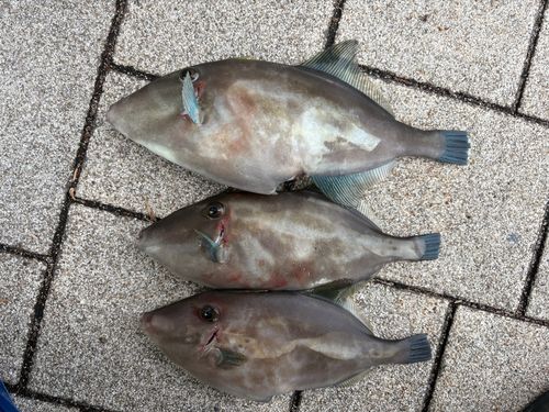 ウマヅラハギの釣果