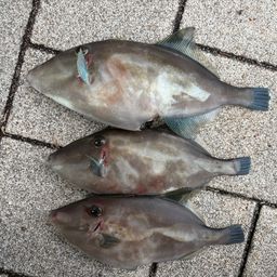 カワハギ