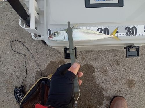 サバの釣果
