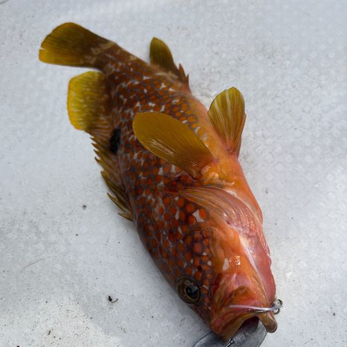 アコウの釣果