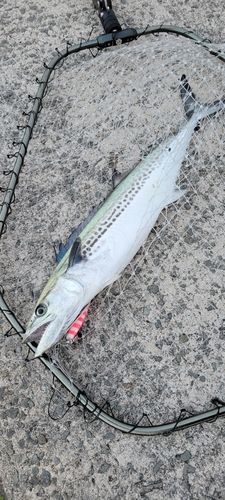 サゴシの釣果