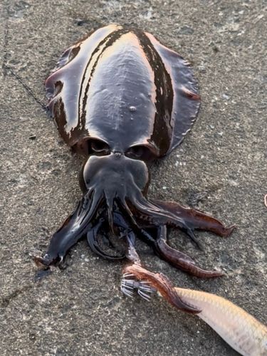 タコの釣果