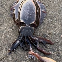 タコ