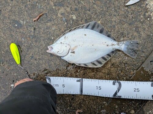 カワガレイの釣果